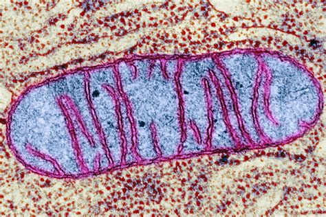 mitochondria microscope